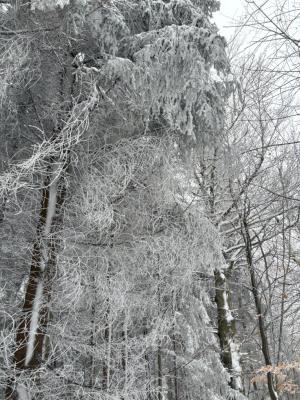 28-oddil-skautek-ctveraci-mustang-vyprava-na-jested-10